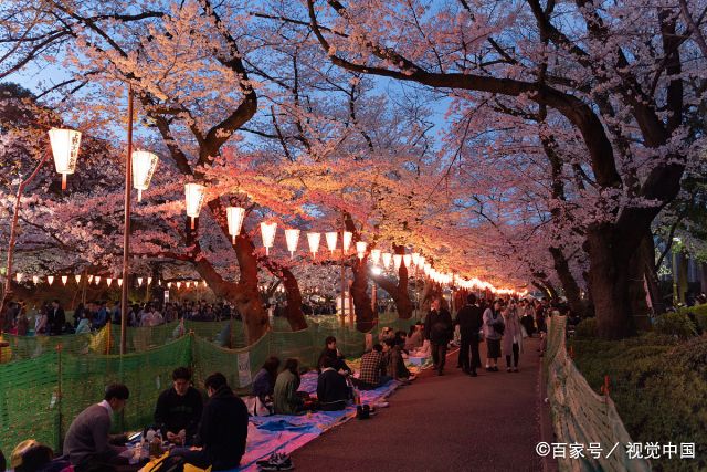 东京上野公园夜樱如梦似幻,园内中文标有"请不要在这里扔垃圾"